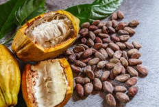 Harga CPO Menguat, Biji Kakao Melemah