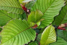 Dikenal Sebagai Herbal, Ternyata Duan Kratom Ampuh Dalam Menambah Stamina Tubuh