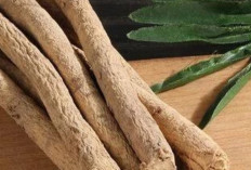 Memelihara Fungsi Jantung dengan Astragalus, Solusi Alami Yang Efektif