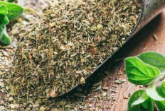 Oregano: Rempah Favorit yang Mampu Mengurangi Peradangan Yang Efektif