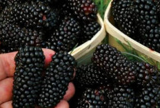 Revolusi Kecantikan: Mengatasi Penuaan Dini dengan Blackberry, Buah Kaya Antioksidan!