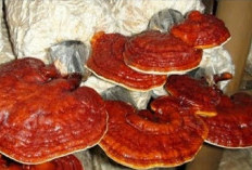 Simak, 6 Manfaat  Jamur Lingzhi  Selain Untuk Penuaan Dini, Mampu Atasi Masalah Pencernaan