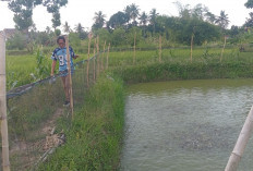 Warga Koba Selatan Sukses Kembangkan Budidaya Ikan, Disnakan OKU Timur Konsisten Gulirkan Batuan