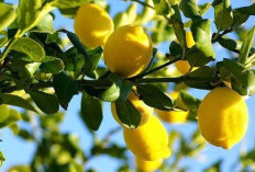 Cara Sederhana Alami Mengatasi  Panas Dalam Alami, Dengan Jeruk Lemon 
