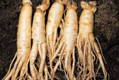 Menurunkan Berat Badan dengan Mengonsumsi Gingseng: Solusi Alami yang Menjanjikan