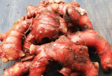 Mencegah Asam Urat Dengan mengonsumsi Ramuan dari Daun Sidaguri, Begini Caranya 