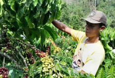 Petani Kopi OKU Selatan Simpan Hasil Panen, Harap Harga Naik Lagi