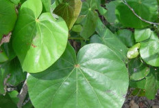Benarkah Daun Waru Mampu Mencegah Kanker? Simak Faktanya 