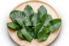 Meredakan Stres dengan Keajaiban Daun Jeruk