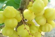 Buah Cermai, Si Asam Segar Kaya Manfaat Lengkap