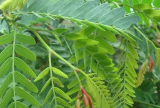  Ini Manfaat Daun Asam Jawa Yang Jarang Diketahui, Simak Selengkapnya