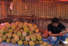 Cuaca Ekstrem Picu Gagal Panen Durian di OKU