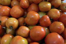 Manfaat Tomat untuk Mencegah Penuaan Dini: Si Buah Segar Kaya Antioksidan