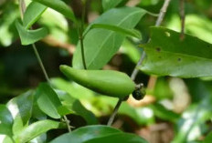 Dikenal Sebagai Herbal, Daun Gurmar Ampuh Menurunkan Kadar Gula Darah