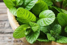 Nyeri Sakit Kepala? Daun Peppermint Ternyata Solusi Alaminya, Ini Kandungannya