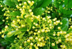 Mengatasi Nyeri dengan Daun Pacar Cina: Solusi Alami yang Efektif
