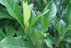 Faktanya Daun Kecapiring Bisa Diolah Menjadi Teh Herbal Yang Ampuh Mengatasi Sembelit