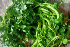 Menurunkan Risiko Penyakit Kronis, Daun Selada Air Menawarkan Berbagai Manfaat