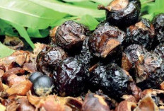 Menjaga Kesehatan Kulit dengan Buah Lerak: Rahasia Alam yang Tersembunyi