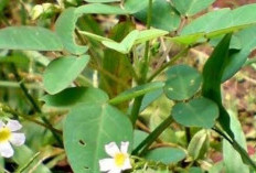  Siapa Sangka Daun Belimbing Hutan Dapat Menjaga Kesehatan Jantung