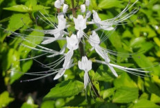 Benarkan Daun Kumis Kucing Bisa Mengatasi Batu Ginjal? Simak Selengkapnya 