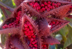 Kesumba Keling, Solusi Alami Dalam Menjaga Kesehatan Pencernaan
