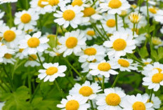 Mengatasi Demam dengan Menggunakan Feverfew: Solusi Alami dan Efektif