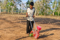 Petani Jagung Bunga Mayang Ubah Cara Tanam