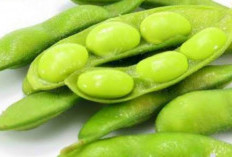 ﻿Solusi Alami, Kacang Edamame Bisa Menurunkan Kadar Kolesterol Jahat