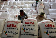 Dinas Pertanian OKU Selatan Pastikan Kuota Lima Pupuk Subsidi Aman