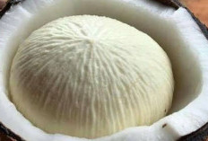 Kentos Kelapa Salah Satu Bahan Alami yang Terkenal Karena Manfaat Kesehatan Pencernaan 