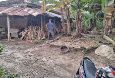 Harga Pinang Berangsur Naikan