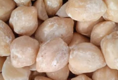 Benarkah Kemiri Bisa Mengatasi Infeksi Jamur? Simak Faktanya