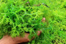 Meningkatkan Fungsi Tiroid dengan Mengonsumsi Rumput Laut