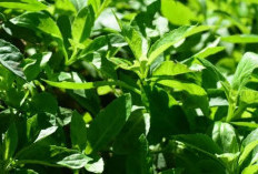 Solusi Alami yang Efektif, Mengatasi Maag dengan Daun Ngokilo