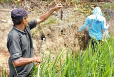 Tingkatkan Kemampuan Petani, Penyuluh Pertanian OKU Selatan Demo Cara Tumpas Hama Padi
