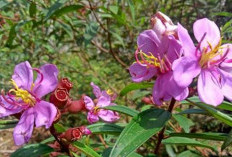 Manfaat Bunga Senggani sebagai Obat Tradisional untuk Mengatasi Diare