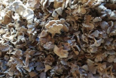 Jamur Gerigit : Solusi Alami Menurunkan Risiko Peradangan