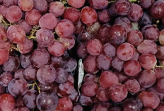 Tips Awet Muda dengan Mengonsumsi Buah Anggur yang Kaya Kandungan Vitamin dan Antioksidan 