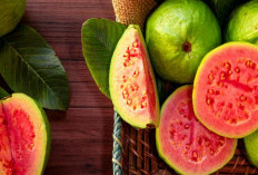 Jambu Biji: Buah Super untuk Mendukung Program Diet yang Sehat