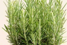 Meningkatkan Pertumbuhan Rambut dengan Daun Rosemary: Solusi Alami yang Efektif