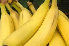 Selain Buah Delima, Ternyata Buah Pisang Bisa Menurunkan Berat Badan Yang Efektif 