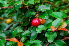 Menjaga Kesehatan Mata dengan Buah Rukam : Solusi Alami yang Efektif 