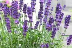 Meredakan Nyeri Menstruasi dengan Bunga Lavender: Solusi Alami yang Menyenangkan