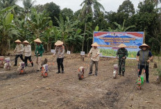 Bersinergi Lakukan Penanaman Jagung Serentak