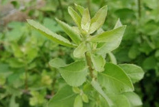 Daun Beluntas, Salah Satu Tumbuhan Herbal yang Memiliki Khasiat Kesehatan, Termasuk Mencegah Penyakit Jantung
