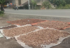 Harga Pinang Terus Membaik