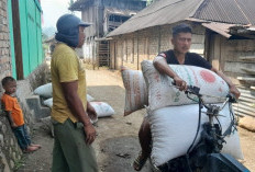 Harga Kopi OKU Selatan Masih Stabil