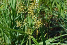 Mengatasi Gangguan Pencernaan dengan Ramuan Alami dari Rumput Teki