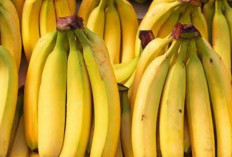 Pisang: Kandungan Nutris Yang Tinggi dan Dapat Memberikan Manfaat Kesehatan Luar Biasa